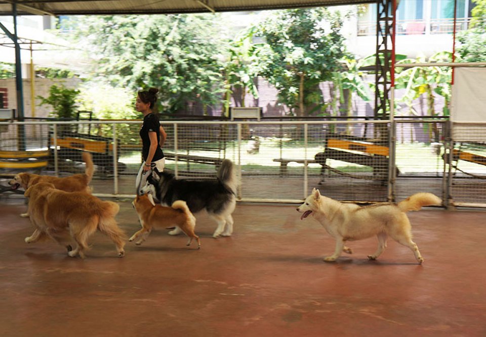 jojo house dog master