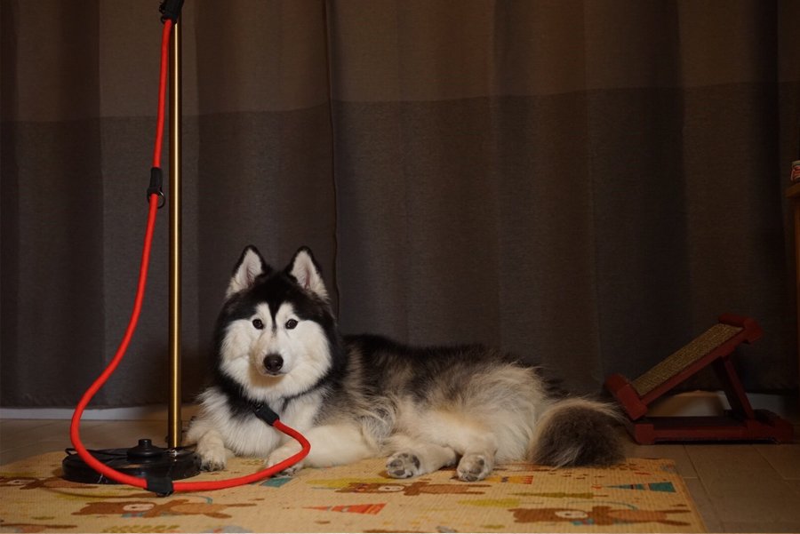 สายจูงสุนัข อเนกประสงค์ Joey Leash สายจูงสุนัข อเนกประสงค์ Joey Leash