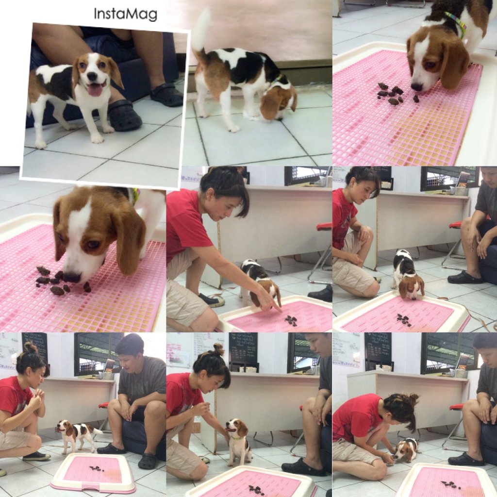 โรงเรียนฝึกสุนัข Jojo House Dog Master