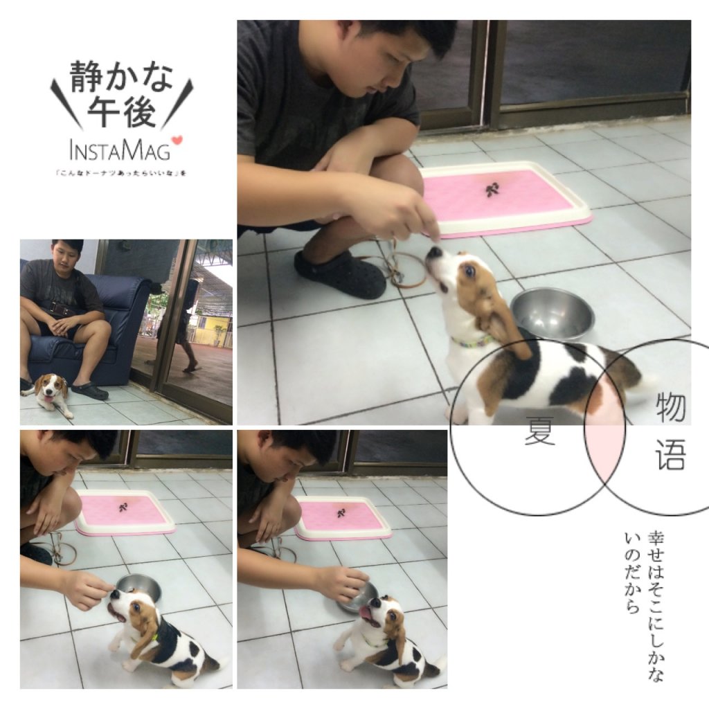 โรงเรียนฝึกสุนัข Jojo House Dog Master