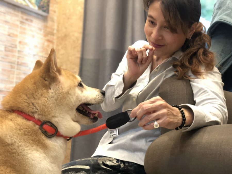 ปลอกคอสุนัข Coach Collar