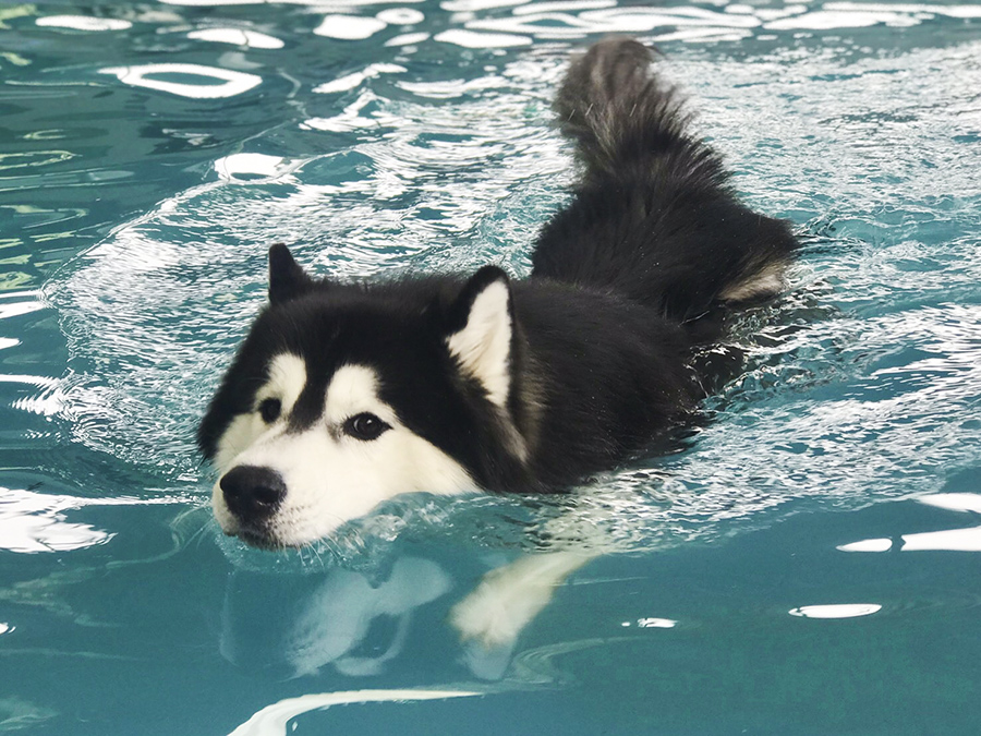 สระว่ายน้ำสุนัข 20 เมตร