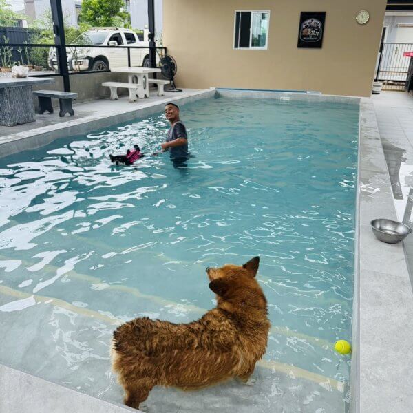 สระว่ายน้ำสุนัข Jojo House Dog Master