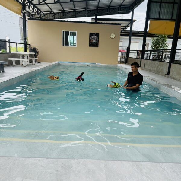 สระว่ายน้ำสุนัข Jojo House Dog Master