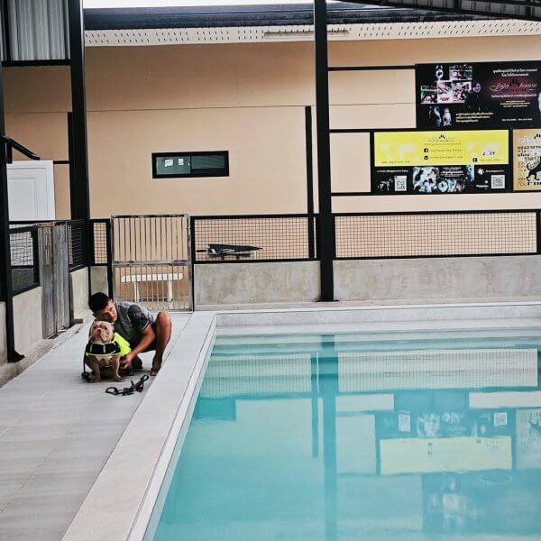 สระว่ายน้ำสุนัข Jojo House Dog Master