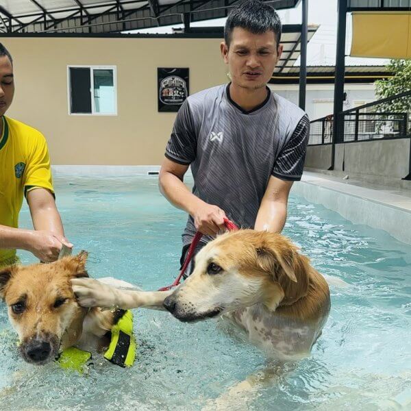 สระว่ายน้ำสุนัข Jojo House Dog Master