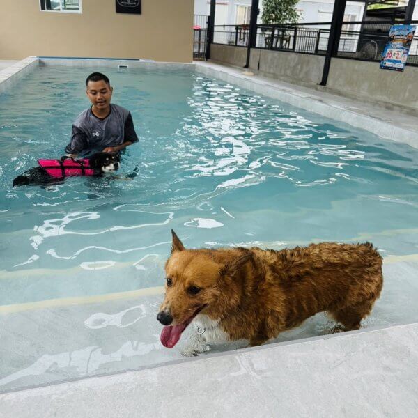 สระว่ายน้ำสุนัข Jojo House Dog Master