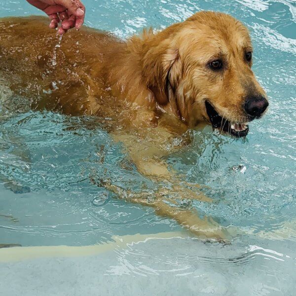 สระว่ายน้ำสุนัข Jojo House Dog Master