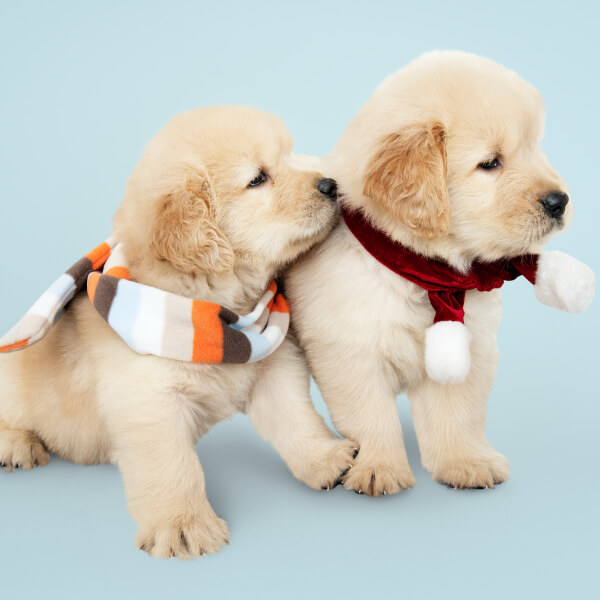 คอร์สฝึกสุนัข puppy training