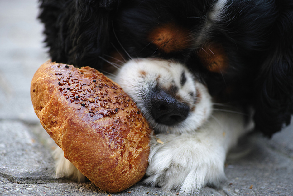 สุนัขกินอาหารเร็วเกินไป ภัยเงียบที่อาจฆ่าลูกรักของคุณ!
