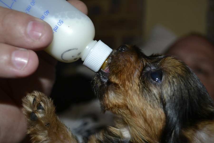 How To ดูแลลูกสุนัขแรกเกิด เมื่อแม่สุนัขไม่ยอมเลี้ยงลูก! - Jojo House Dog  Master