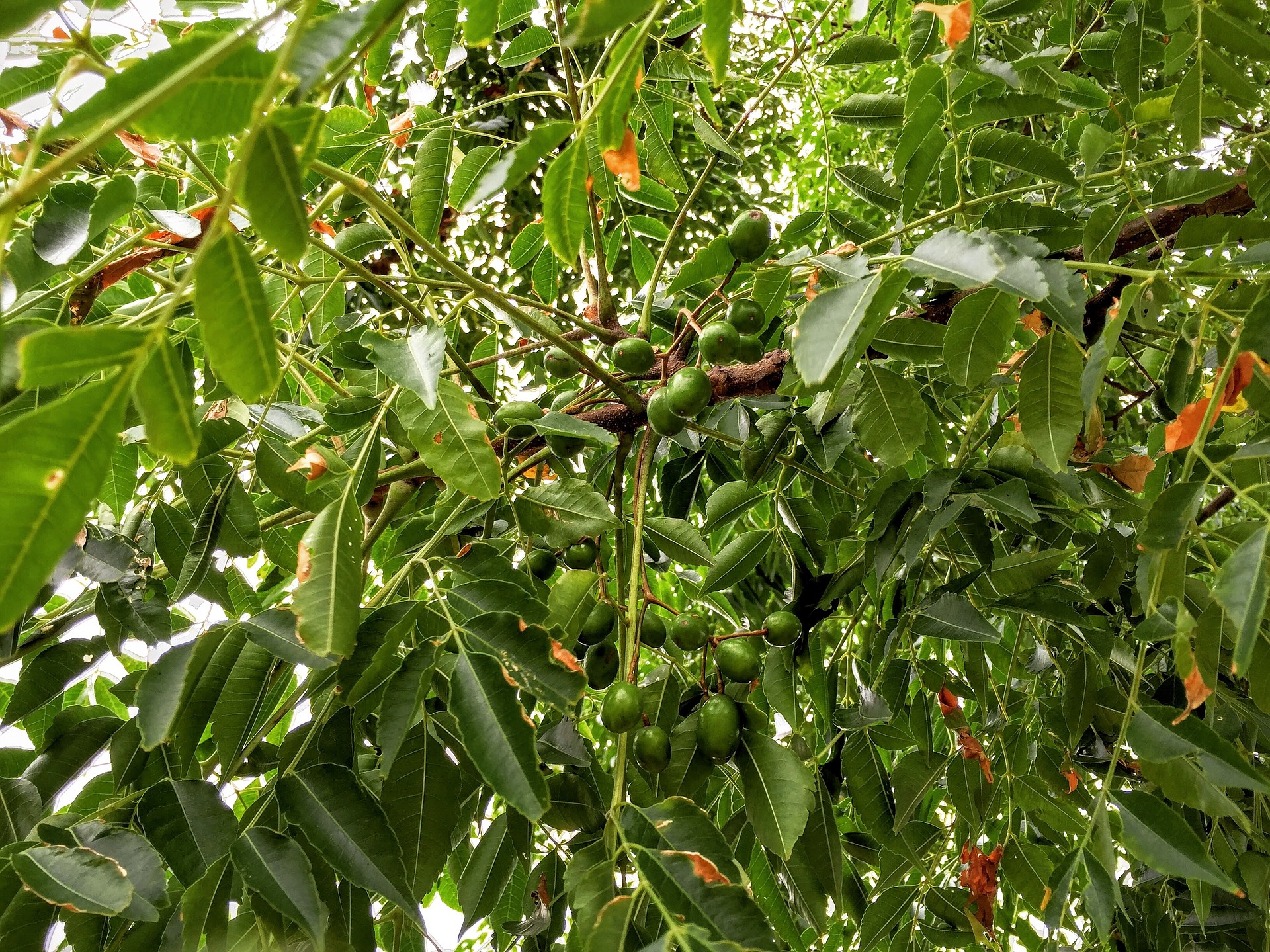 16. มะฮอกกานี (Chinaberry Tree) ต้นไม้ที่เป็นอันตรายต่อสุนัข