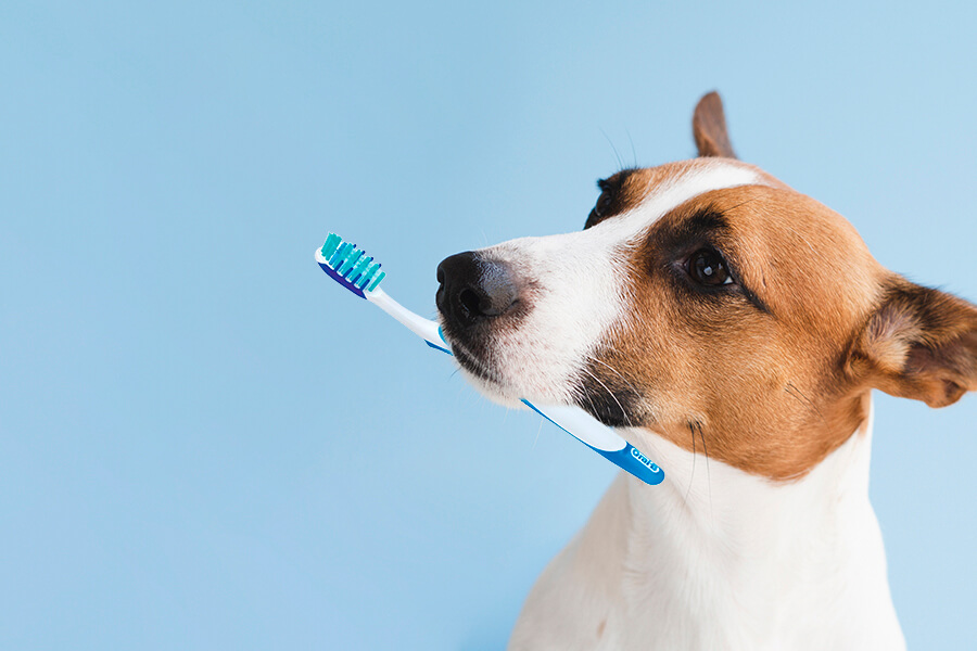 ฝึกสุนัขแปรงฟัน