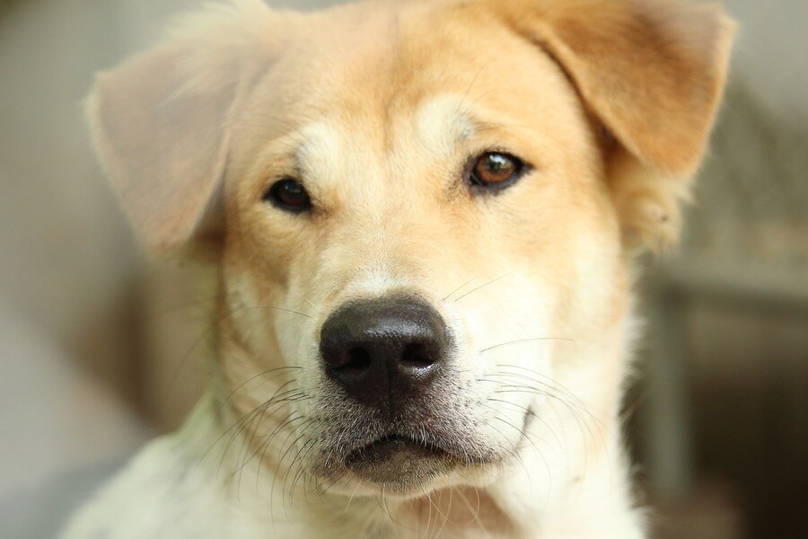 5 อย่างที่ไม่ควรทำกับสุนัขสายพันธุ์ไทย - Jojo House Dog Master