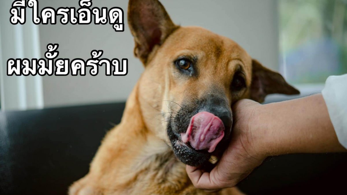 หาบ้านให้น้องหมาโป่ง2