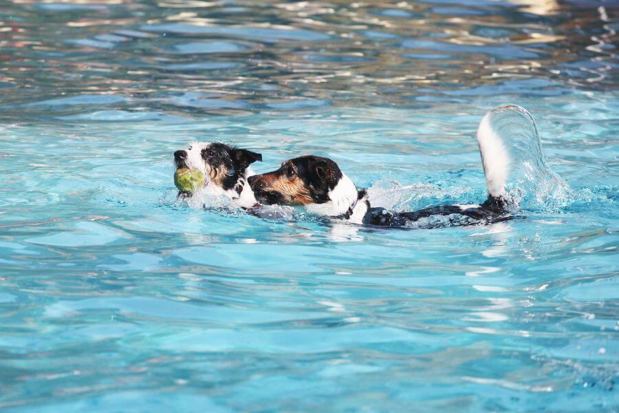 การว่ายน้ำช่วยให้การฝึกสุนัขมีประสิทธิภาพมากขึ้น