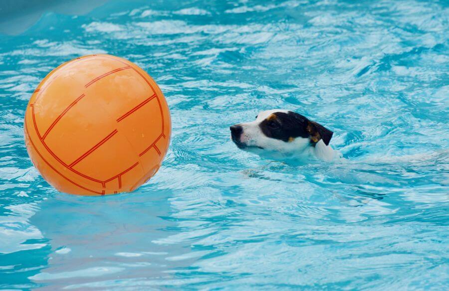 การว่ายน้ำช่วยให้สุนัขคลายเครียด