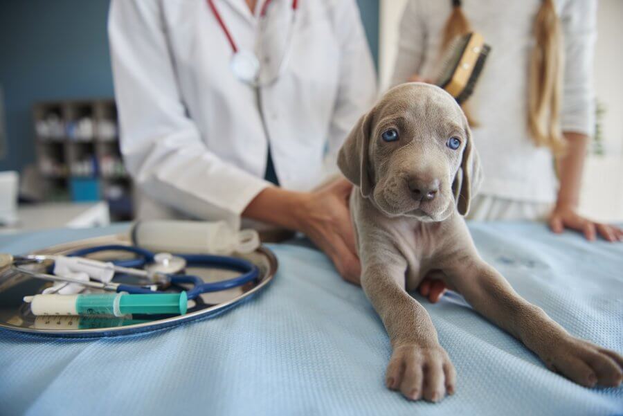 ลูกสุนัขฉีดวัคซีนครบต้องฉีดกี่เข็ม อะไรบ้าง