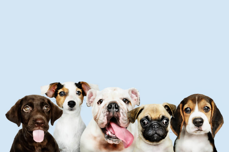 รวมสุนัขยอดนิยมในเมืองไทย 10 สายพันธุ์ที่ไม่คิดว่าจะดุ - Jojo House Dog Master รวมสุนัขยอดนิยมในเมืองไทย 10 สายพันธุ์ที่ไม่คิดว่าจะดุ - Jojo House Dog Master