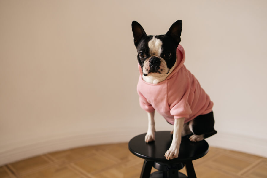 ทำความรู้จักสุนัข เฟรนช์บูลด็อก สุนัขชื่อดังจากข่าวจำนำหมาในรายการโหนกระแส  - Jojo House Dog Master