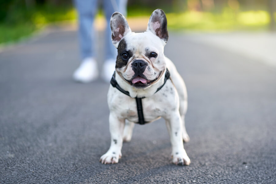 12 เรื่องจริงเกี่ยวกับเฟรนช์บูลด็อก (ในมุมของครูฝึกสุนัข)  ที่หลายคนอาจจะยังไม่รู้ - Jojo House Dog Master