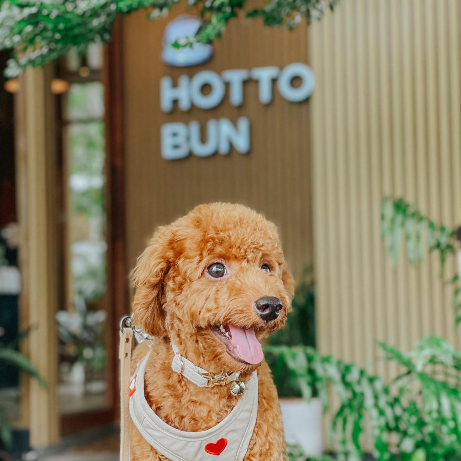 รวม13คาเฟ่สุนัขเข้าได้_Hotto Bun