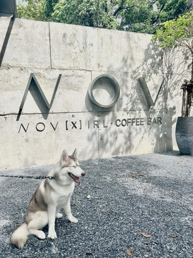 รวม13คาเฟ่สุนัขเข้าได้_NOV x IRL Coffee Bar