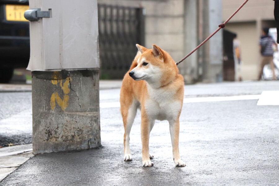 ฟาร์มชิบะ อินุ (Shiba Inu)  ในประเทศไทย