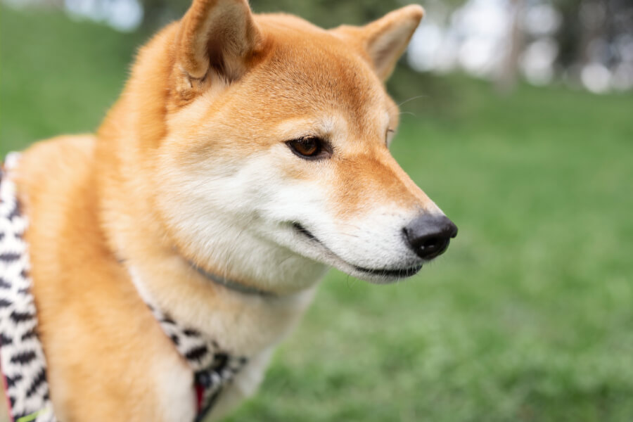 การดูแลสุขภาพของสุนัขพันธุ์ชิบะ อินุ (Shiba Inu) 