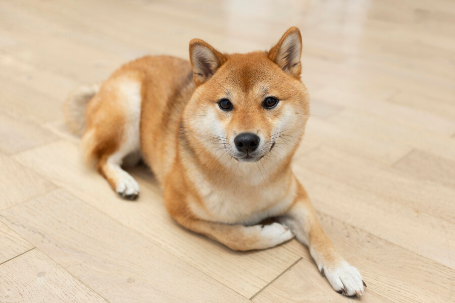 อยากเลี้ยงสุนัขพันธุ์ชิบะ อินุ (Shiba Inu)  ต้องเลือกยังไง?