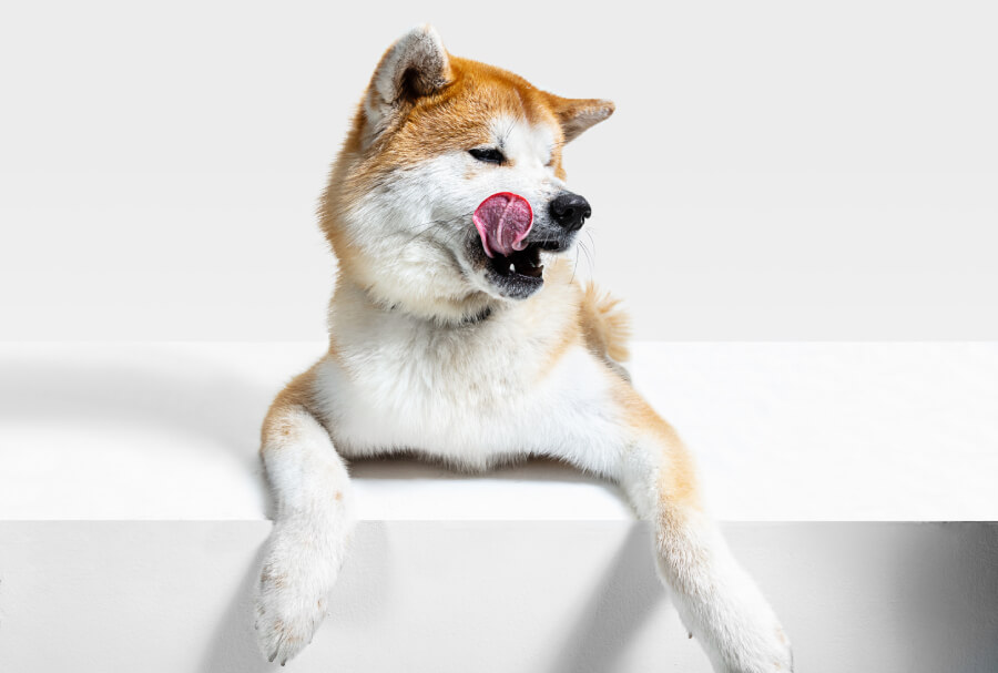 พฤติกรรมและลักษณะนิสัยของสุนัข ชิบะ อินุ (Shiba Inu)