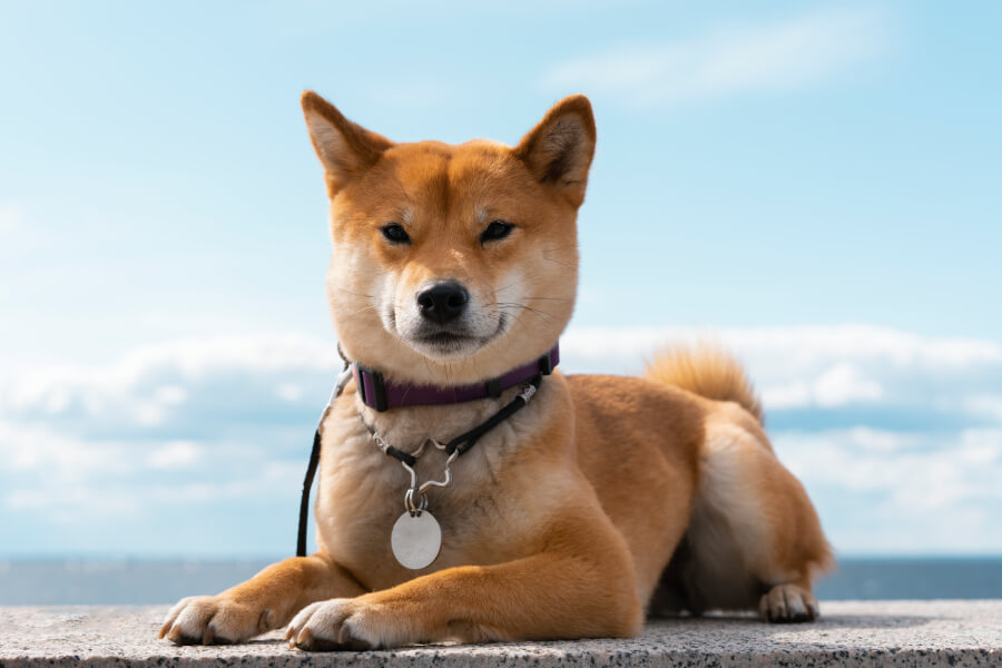 พฤติกรรมและลักษณะนิสัยของสุนัข ชิบะ อินุ (Shiba Inu)