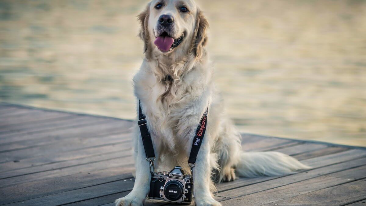 golden-retriever