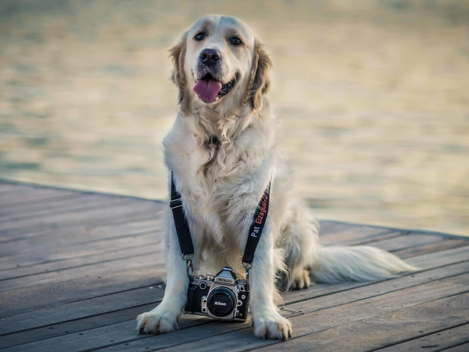 golden-retriever
