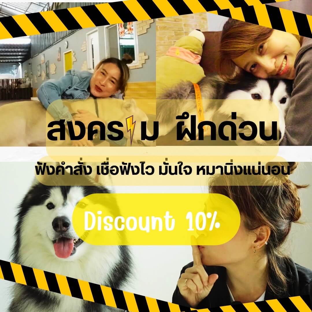 โปรโมชั่นฝึกสุนัข