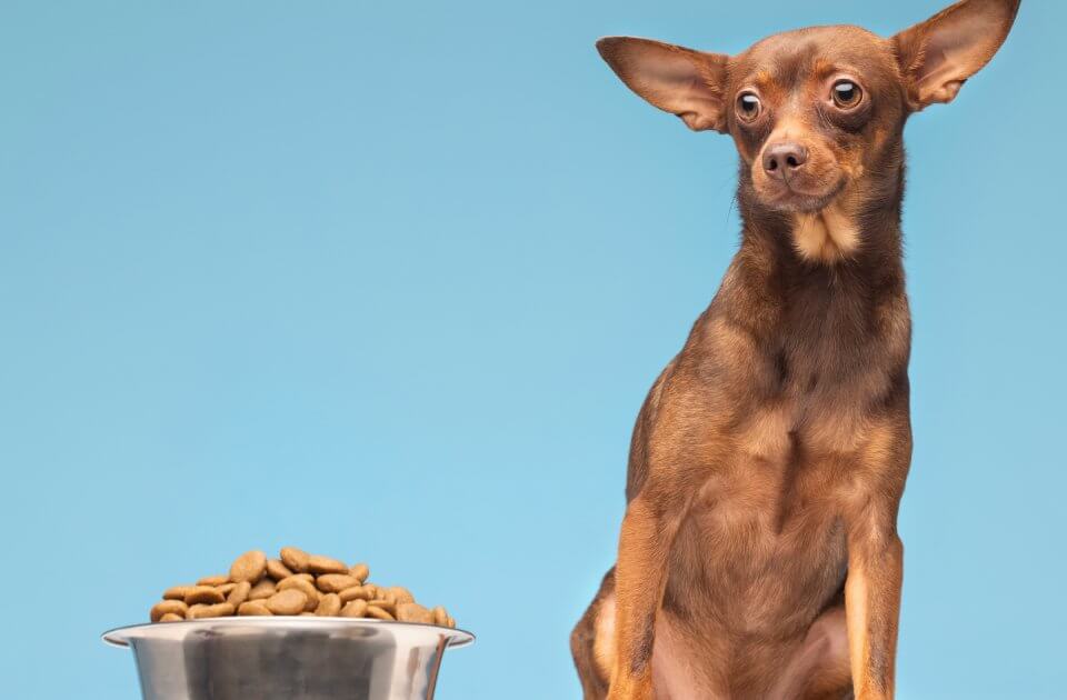 หมาไม่กินข้าว