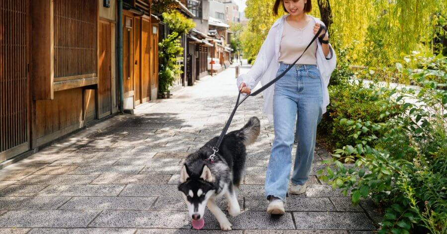 เคล็ดลับ "Dog Longevity" เลี้ยงสุนัขยังไงให้อายุยืนและหน้าเด็ก สไตล์ครูโจอี้