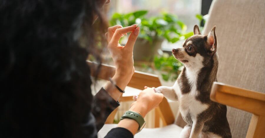 เคล็ดลับ "Dog Longevity" เลี้ยงสุนัขยังไงให้อายุยืนและหน้าเด็ก สไตล์ครูโจอี้