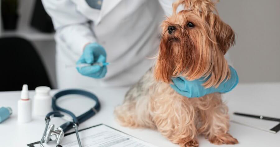 เคล็ดลับ "Dog Longevity" เลี้ยงสุนัขยังไงให้อายุยืนและหน้าเด็ก สไตล์ครูโจอี้