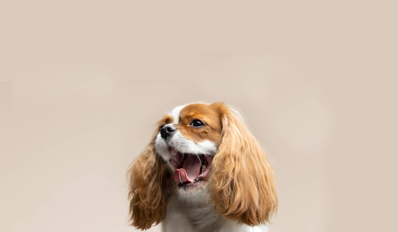 bg_dog_training_jojo_house